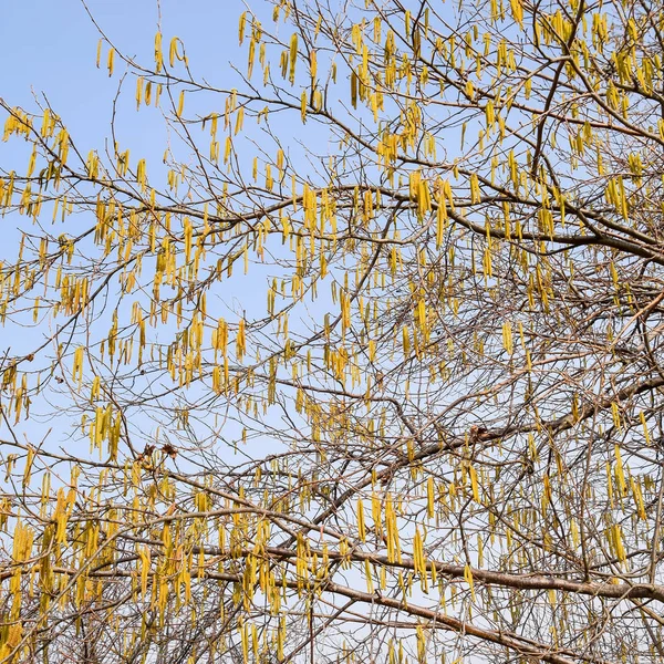 Цвіте лісовий лісовий горіх. Хейзел Стоунс на гілках . — стокове фото