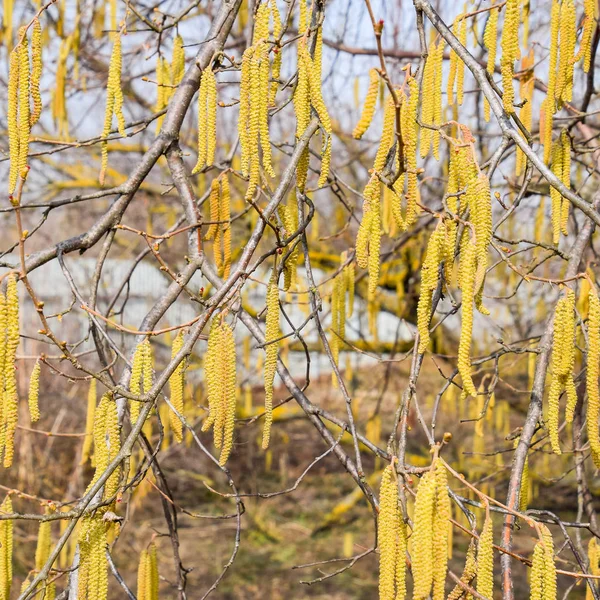 Flowering hazel hazelnut. Hazel catkins on branches. — Stock Photo, Image