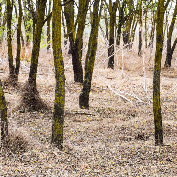 Kuru ot ile orman. Orman kemer.