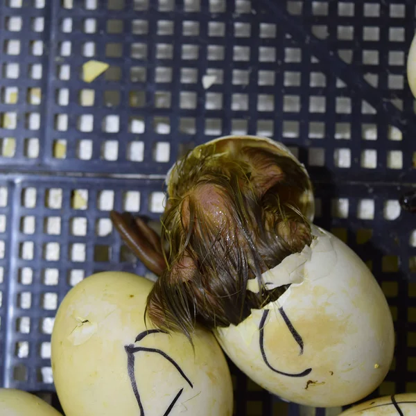 Πάπια Μόσχος παπάκια που έχουν εκκολαφθεί από αυγά — Φωτογραφία Αρχείου