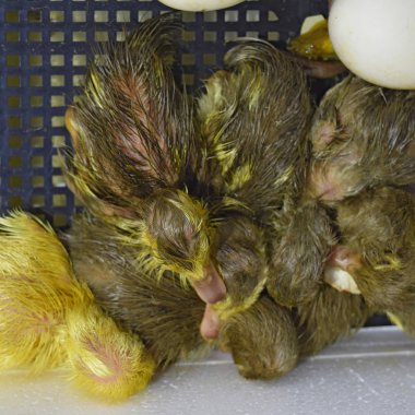 Misk ördeği ördek yavrusu yumurta yumurtadan