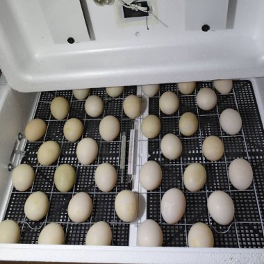 Bir kuluçka makinesine yalan misk ördek yumurta.