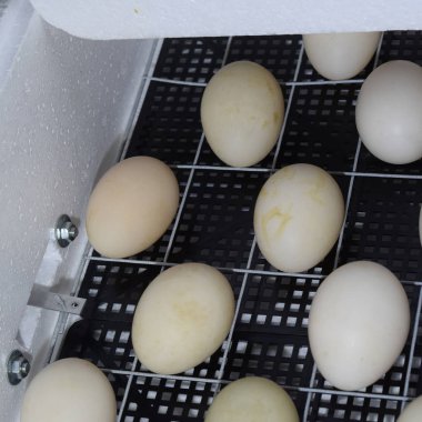 Bir kuluçka yumurta mekanizması dönüş.