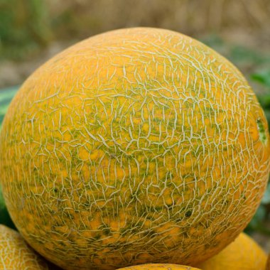 Olgun kavun ve karpuz yeni hasat.