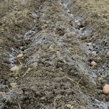 Bahçeye patates ekiyorum.