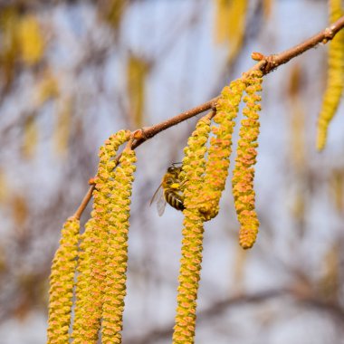 Tozlaşma arılar küpe fındık tarafından. Çiçekli ela fındık.