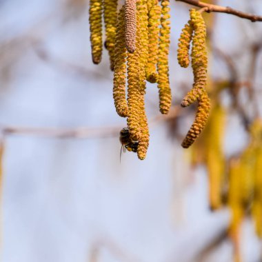 Tozlaşma arılar küpe fındık tarafından. Çiçekli ela fındık.