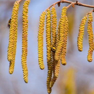 Tozlaşma arılar küpe fındık tarafından. Çiçekli ela fındık.
