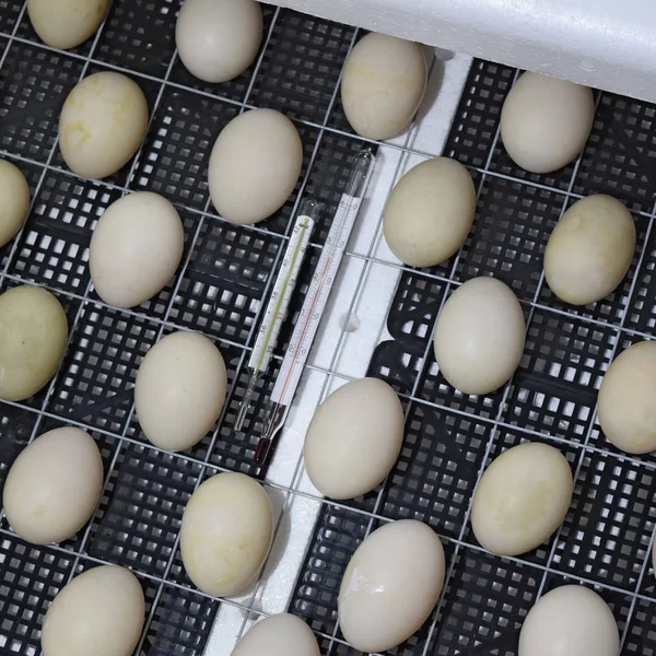 Яйца мускусной утки лежат в инкубаторе . — стоковое фото