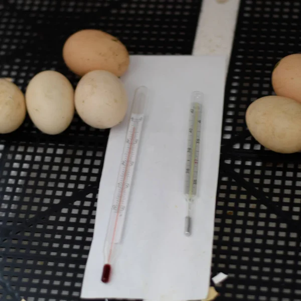 Telur dari bebek musky tergeletak di inkubator . — Stok Foto