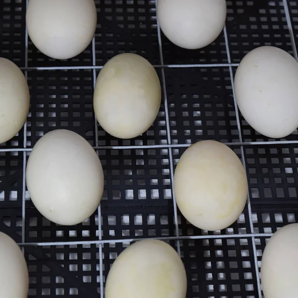 Τα αυγά πάπιας μοσχοβολιστή που βρίσκεται σε ένα εκκολαπτήριο. — Φωτογραφία Αρχείου