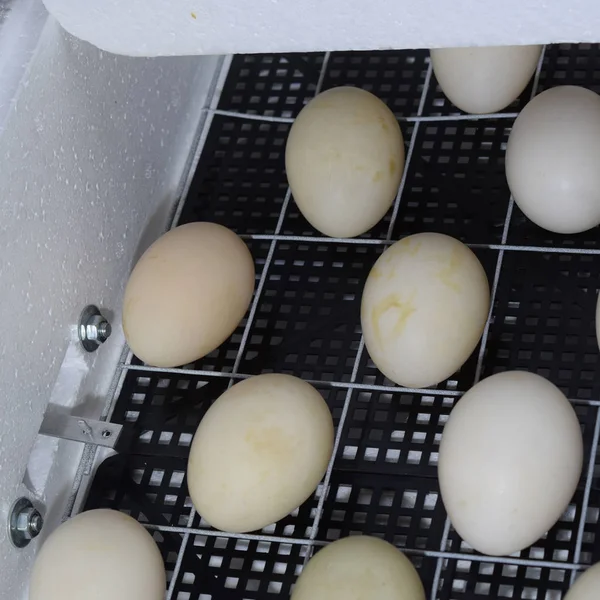 Μηχανισμός γύρισμα των αυγών σε μια θερμοκοιτίδα. — Φωτογραφία Αρχείου