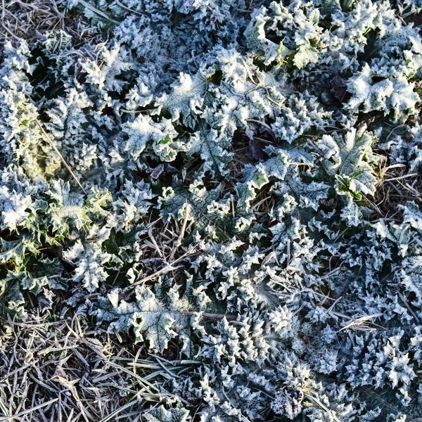 눈으로 잔디의 잎입니다. 얼어붙은 땅. 눈과 토양의 배경 — 스톡 사진