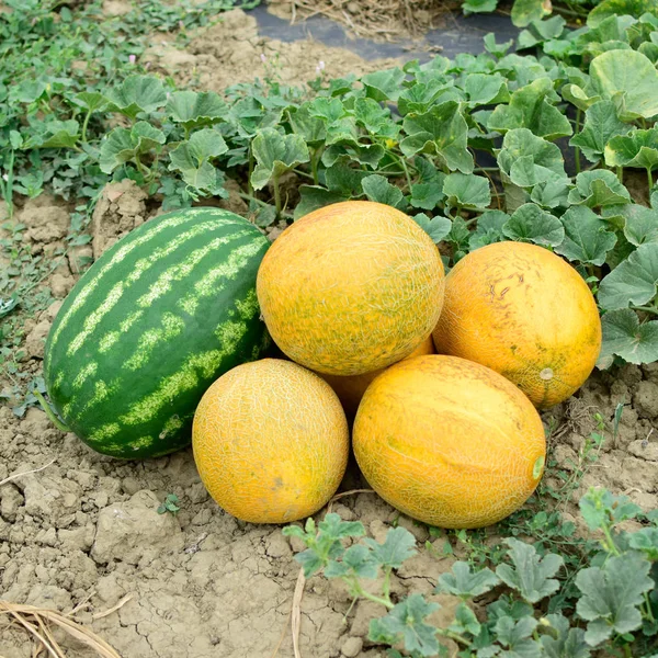 Maturare melone e anguria il nuovo raccolto . — Foto Stock