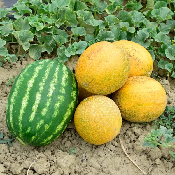 Ripe melon and watermelon the new harvest. — Stock Photo, Image