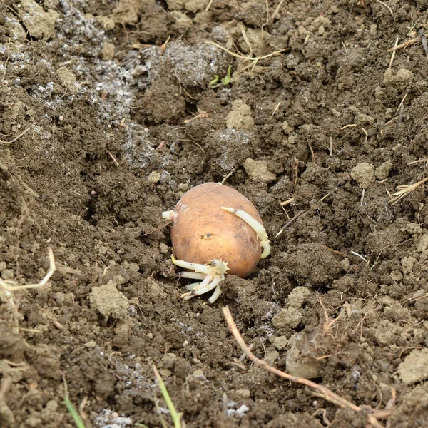 Planting potatoes in the garden