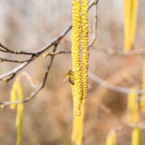 蜜蜂授粉的榛子耳环。花榛榛子. — 图库照片