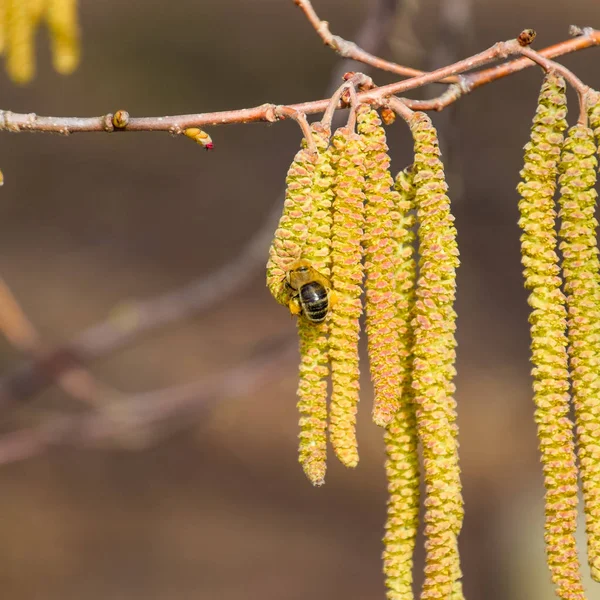 蜜蜂授粉的榛子耳环。花榛榛子. — 图库照片