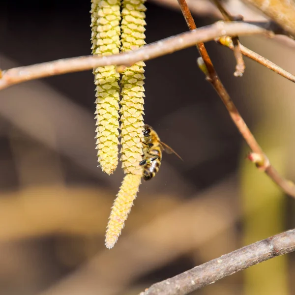 Polinización por abejas pendientes avellana. Avellana floreciente avellana . —  Fotos de Stock