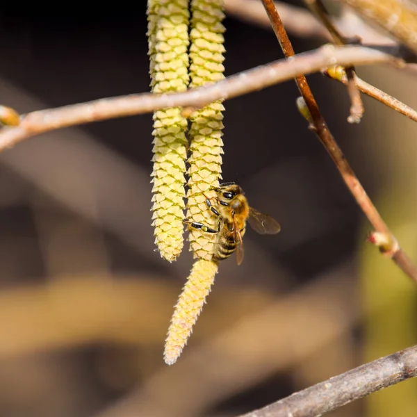 蜜蜂授粉的榛子耳环。花榛榛子. — 图库照片