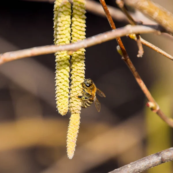 Polinización por abejas pendientes avellana. Avellana floreciente avellana . —  Fotos de Stock