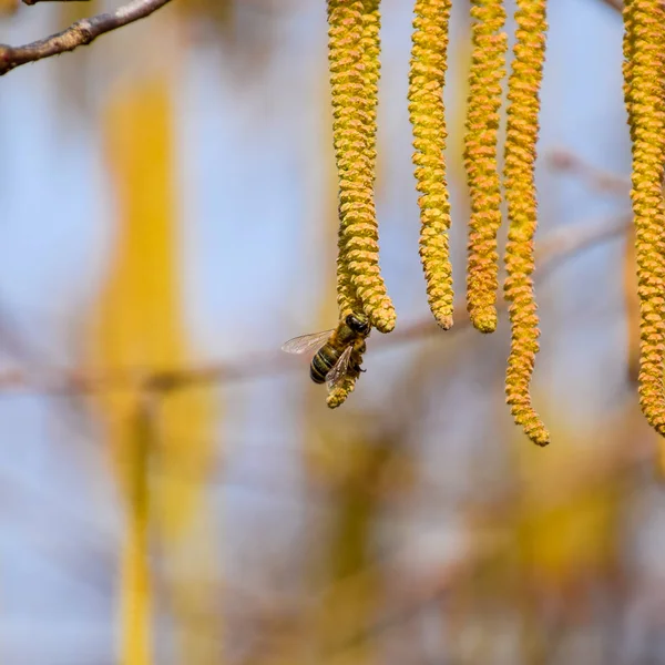 Beporzás által méhek fülbevaló mogyoró. Virágzás mogyoró mogyoró. — Stock Fotó