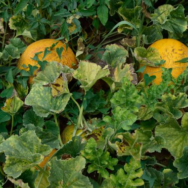 Alanında büyüyen kavun