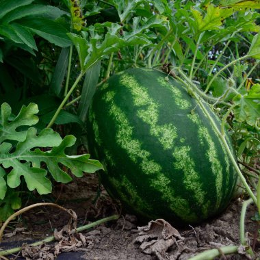 Büyüyen karpuz alanında