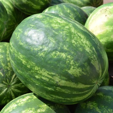 Su-karpuz üstünde bir sayaç