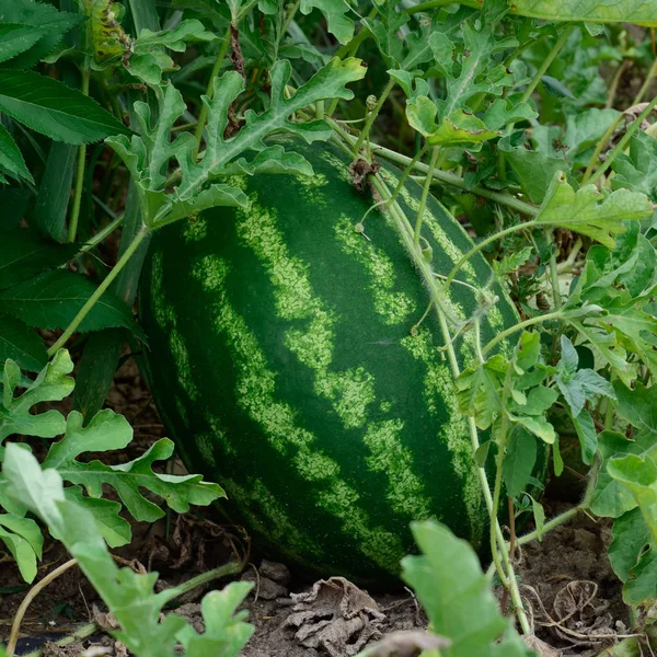 The tumbuh air-melon di lapangan — Stok Foto