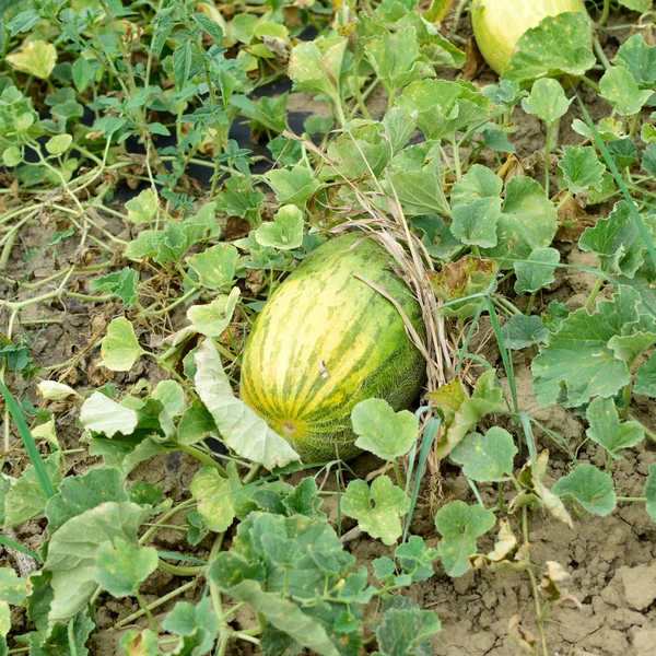Büyüyen karpuz alanında