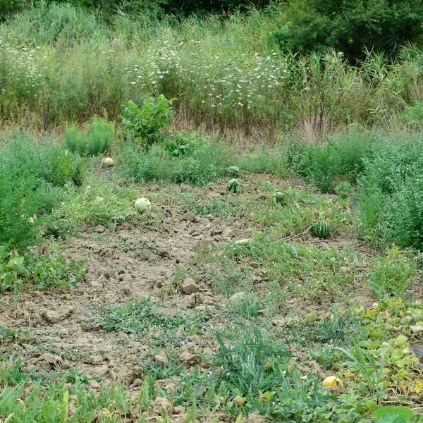 The growing water-melon in the field