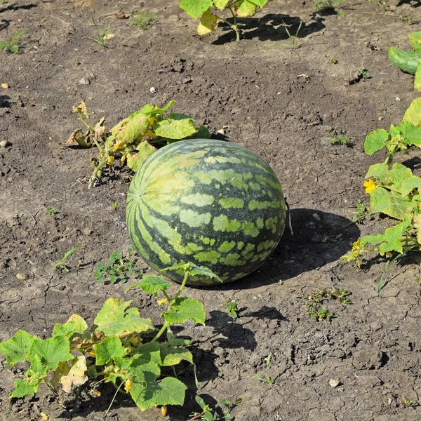 The growing water-melon in the field