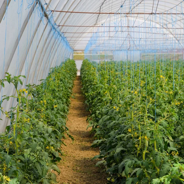 Tomatoes in the greenhouse. Tied tomatoes in the ranks of the gr