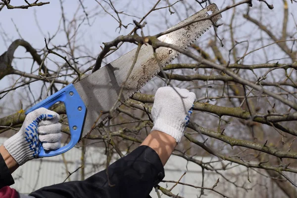 Cortar una rama de árbol con una sierra de jardín manual . — Foto de Stock