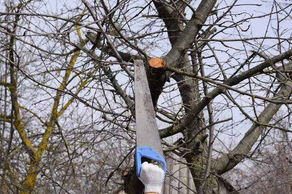 Cortar una rama de árbol con una sierra de jardín manual . — Foto de Stock