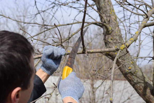 Cortar una rama de árbol con una sierra de jardín manual . — Foto de Stock