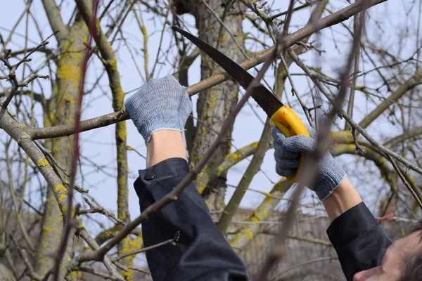 Cortar una rama de árbol con una sierra de jardín manual . — Foto de Stock