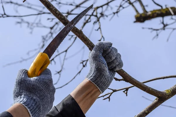 Cortar una rama de árbol con una sierra de jardín manual . — Foto de Stock