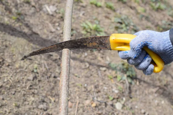 Cutting a tree branch with a hand garden saw. — Stock Photo, Image