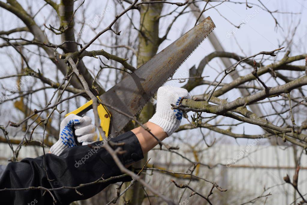 Cortar una rama de árbol con una sierra de jardín manual. 2022