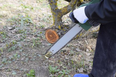Elektrikli testere adamım. Testere Kesim dalları güdük.