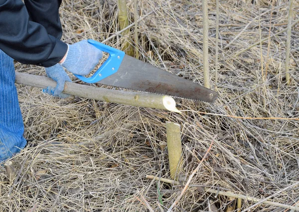 Hand sawing wood, Wood sawing with a hand saw.