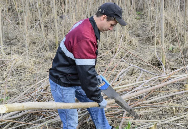 El hombre sierra la rama de un árbol. Aserrado de madera con sierra manual . — Foto de Stock