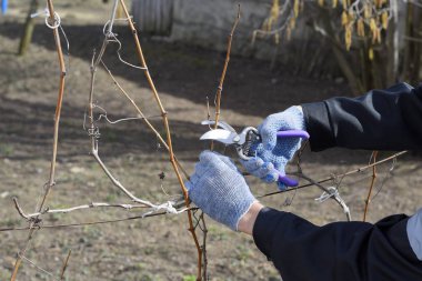Budama asma budayıcılar.