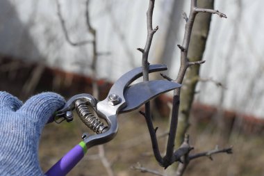 Budama armut budayıcılar şubeleri.