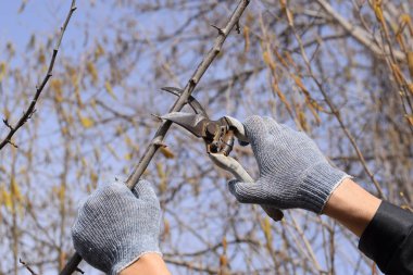 Budama prunus budama makası. Bir kesici ile süs ağacı. Meyve ağaçları budama bahar.