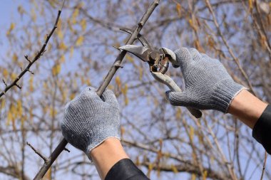 Budama prunus budama makası. Bir kesici ile süs ağacı. Meyve ağaçları budama bahar.