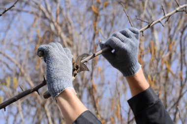 Budama prunus budama makası. Bir kesici ile süs ağacı. Meyve ağaçları budama bahar.
