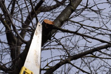 Kesme şubesine testere gördüm. Bir el bahçeli bir ağaç dalı kesme gördüm.